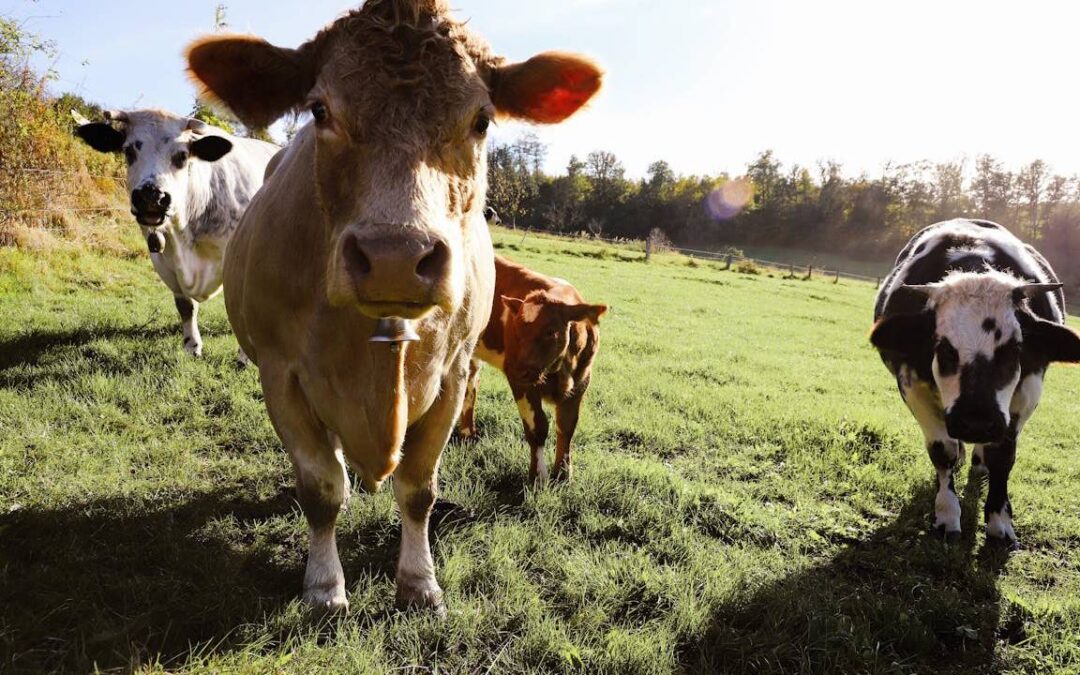Éviter de parler d’abattage religieux n’améliorera pas le bien-être animal