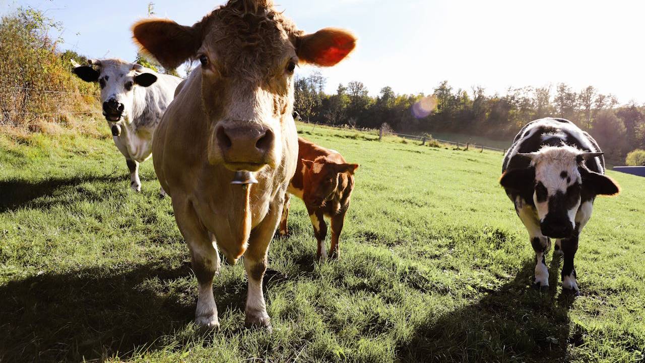 Éviter de parler d’abattage religieux n’améliorera pas le bien-être animal
